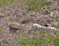 Field Sparrow